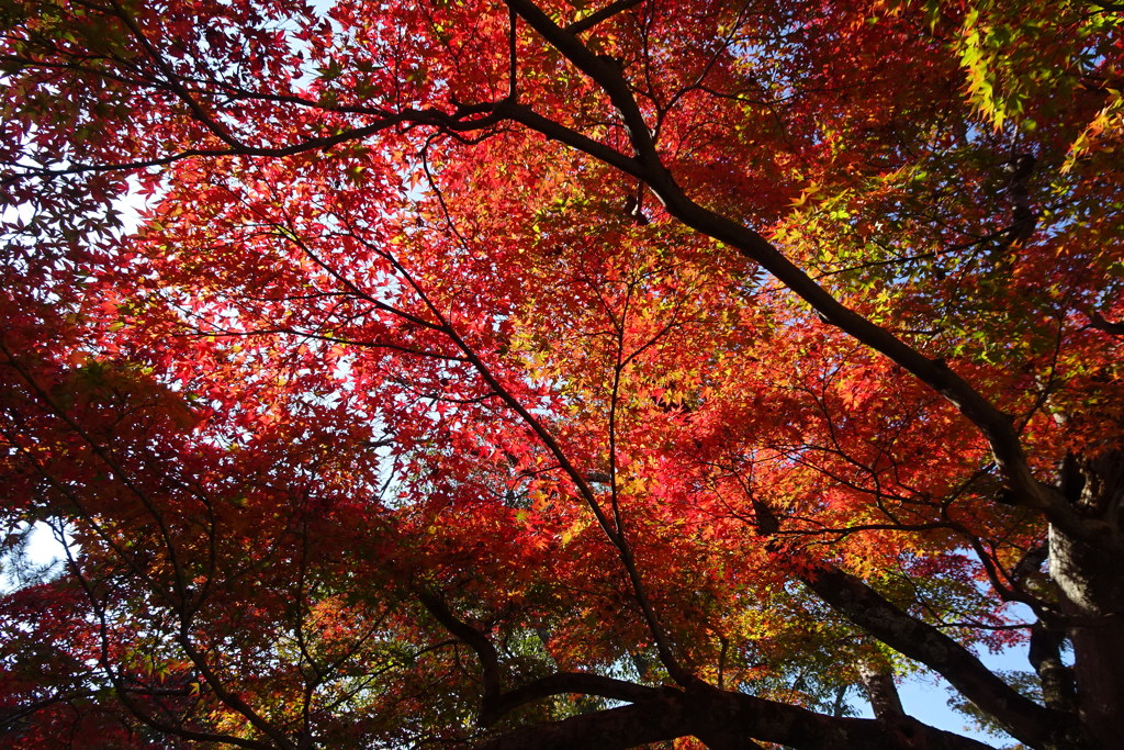 奈良公園の紅葉