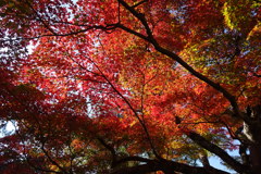 奈良公園の紅葉