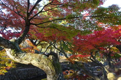 奈良公園の紅葉