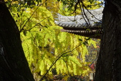奈良公園のイチョウ