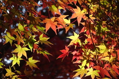 奈良公園の紅葉