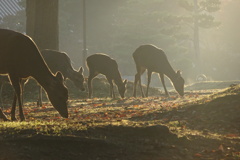 秋の奈良公園