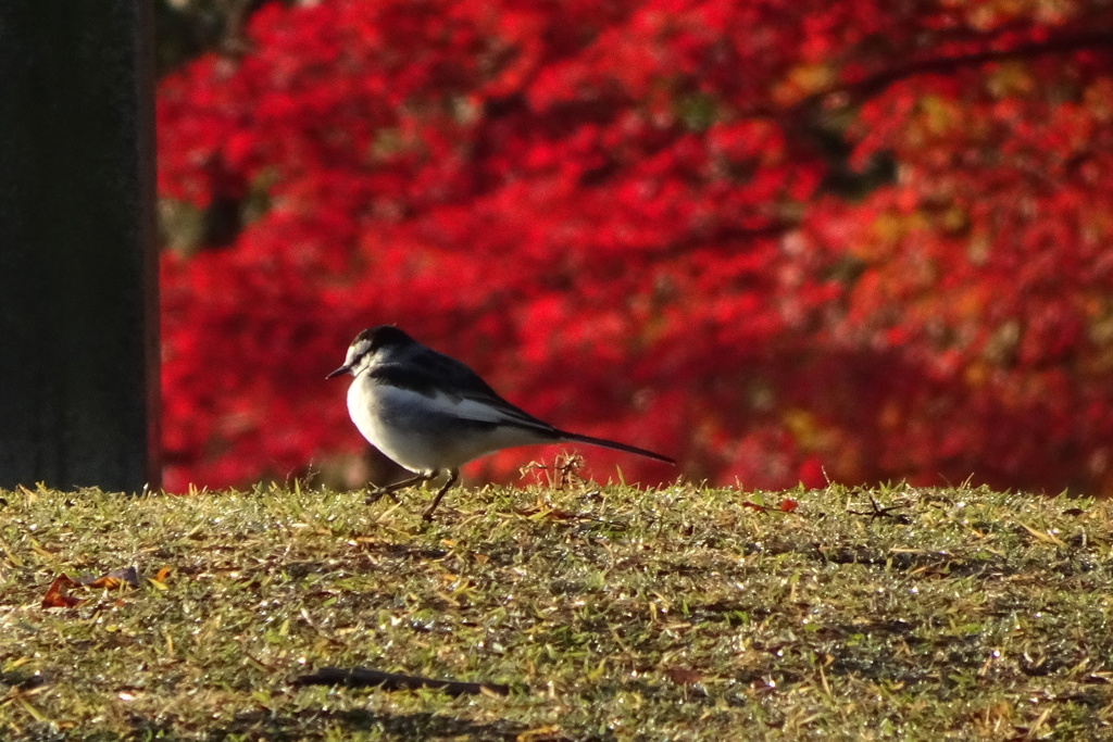 紅葉とシジュウカラ