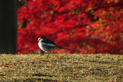 紅葉とシジュウカラ