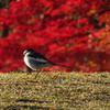 紅葉とシジュウカラ