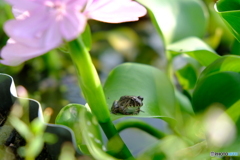 ホテイアオイとカエル
