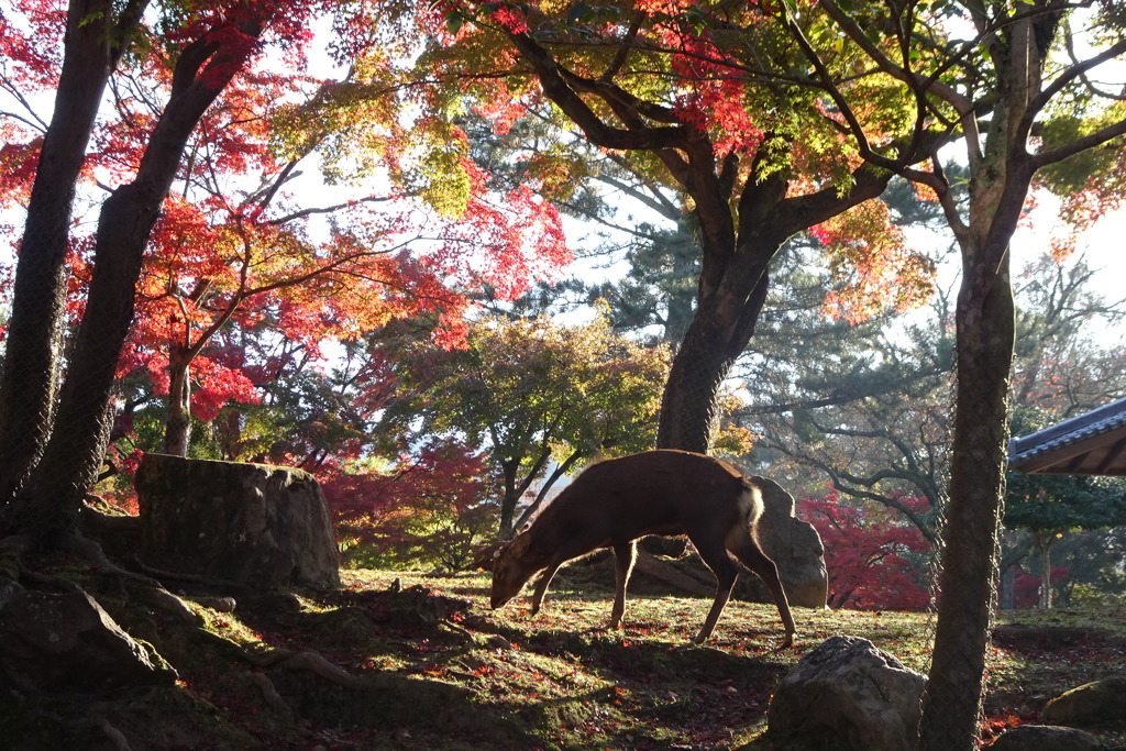 奈良公園の紅葉