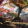 奈良公園の紅葉