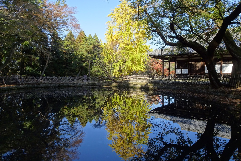 池に映るイチョウ