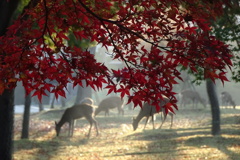 奈良公園の鹿と紅葉