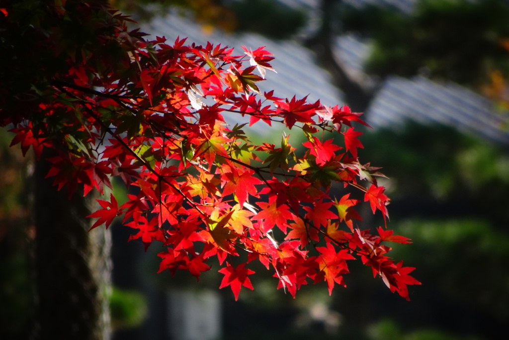 奈良公園の紅葉