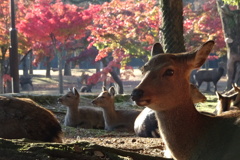 紅葉と鹿