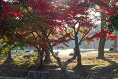 奈良公園の紅葉