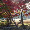 奈良公園の紅葉