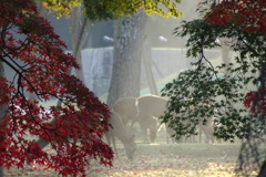 奈良公園の鹿と紅葉