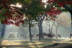 奈良公園の鹿と紅葉