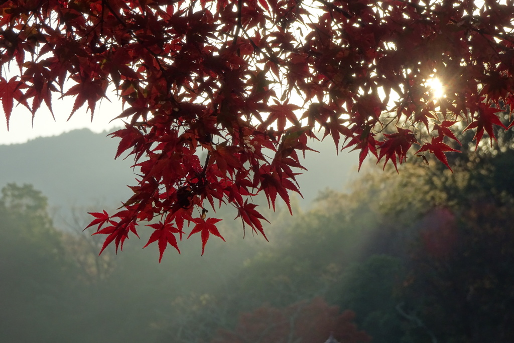 奈良公園の朝