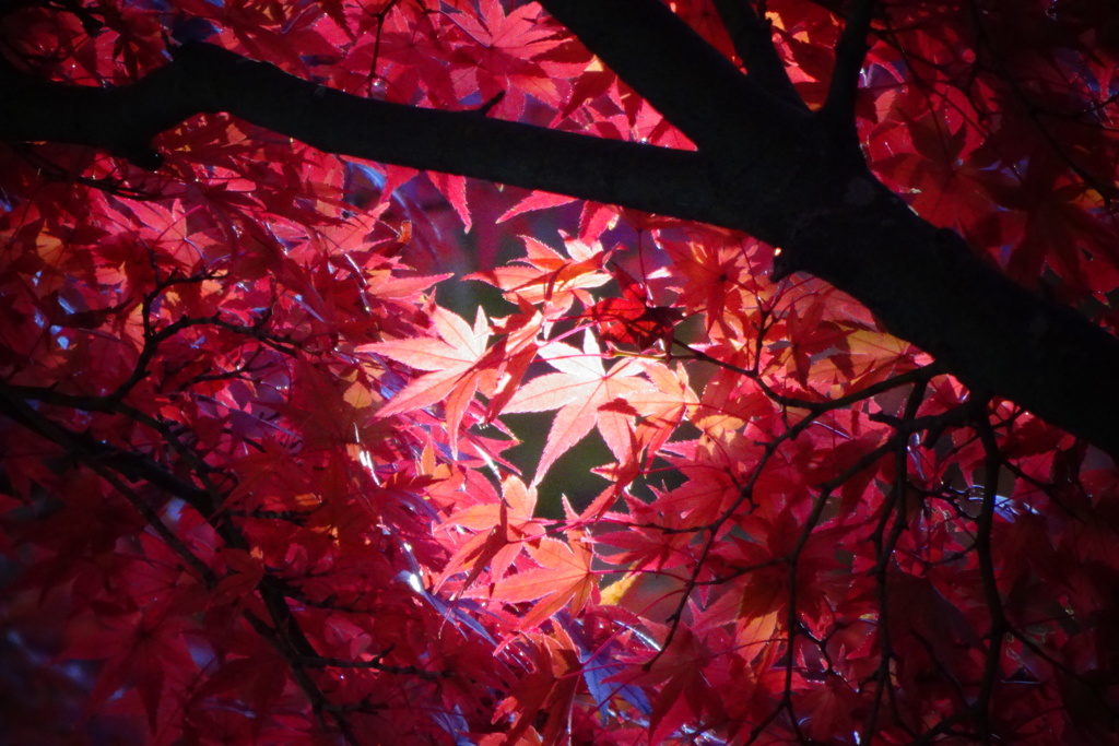 奈良公園の紅葉