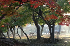 奈良公園の鹿と紅葉