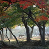 奈良公園の鹿と紅葉