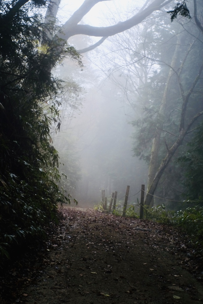 登山道　霧
