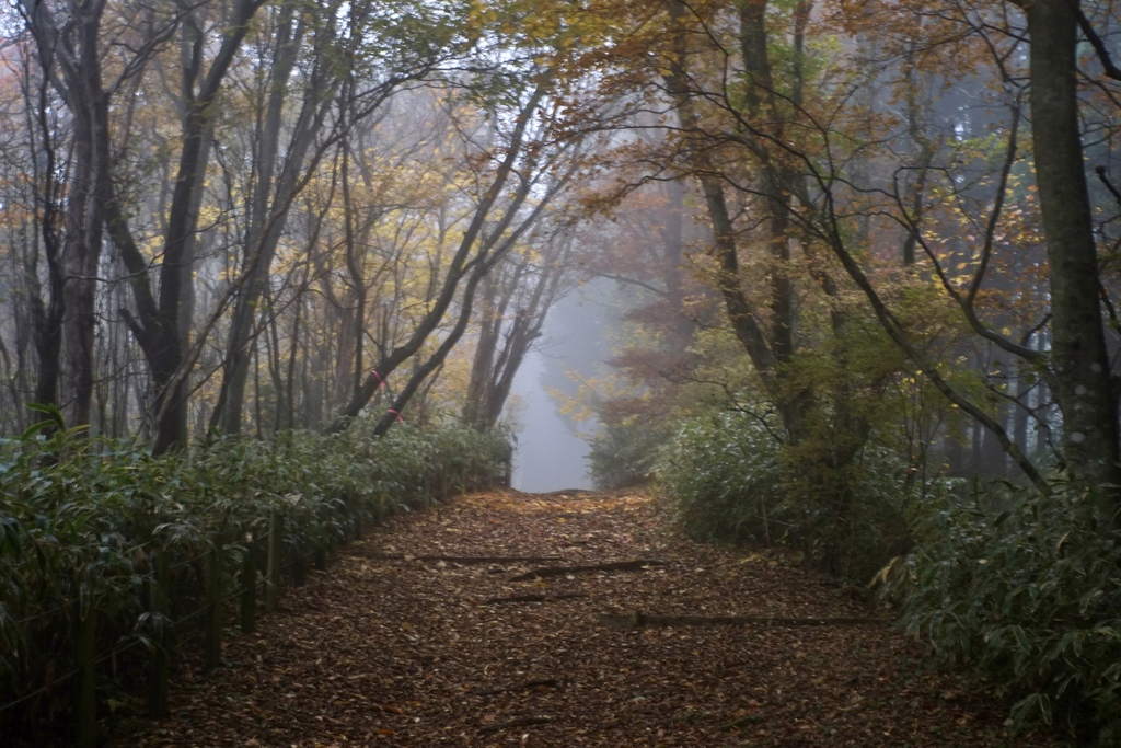 登山道　秋