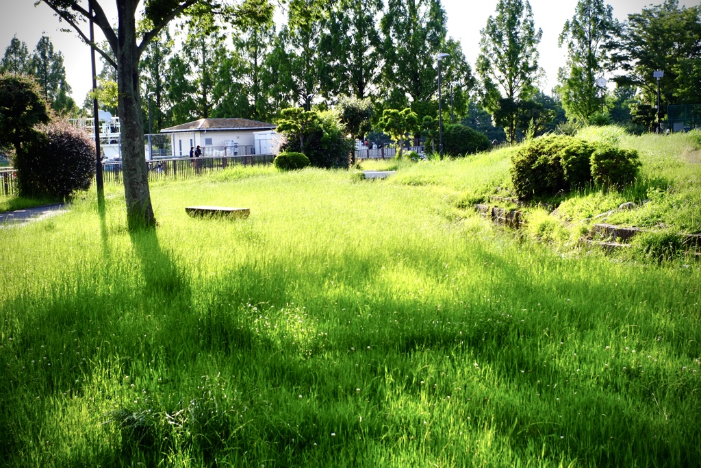 初夏　公園