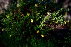 公園の花