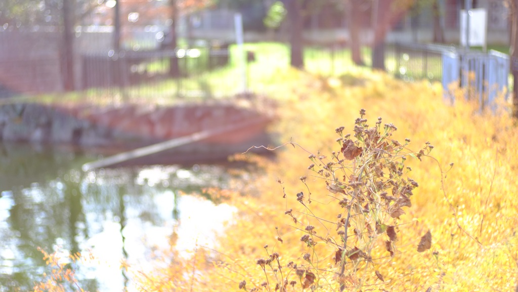 菰池公園