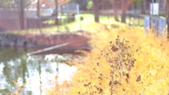 菰池公園