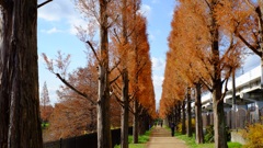 並木 菰池公園