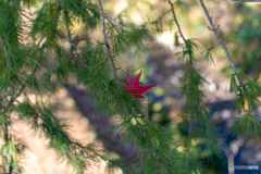 紅葉のかくれんぼ