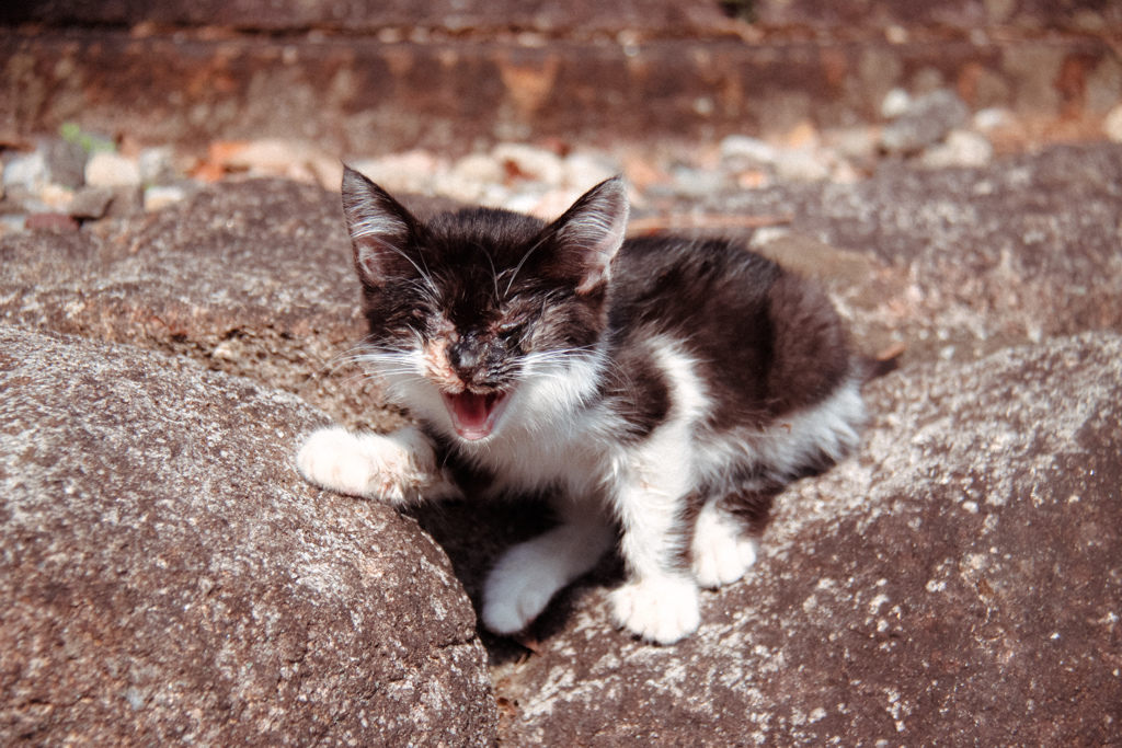 お寺の子猫