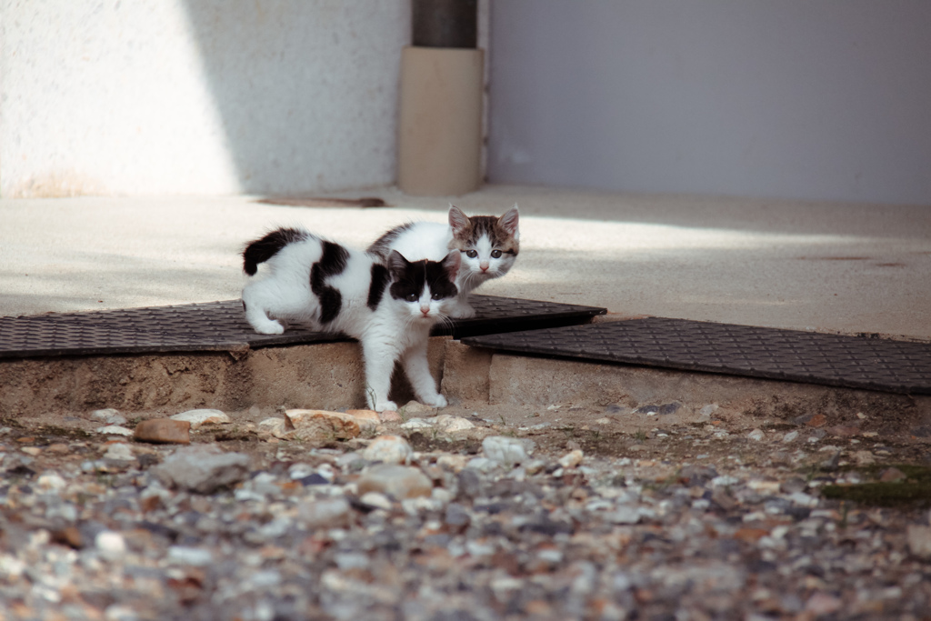 お寺の子猫3