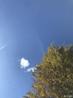 見上げたら。