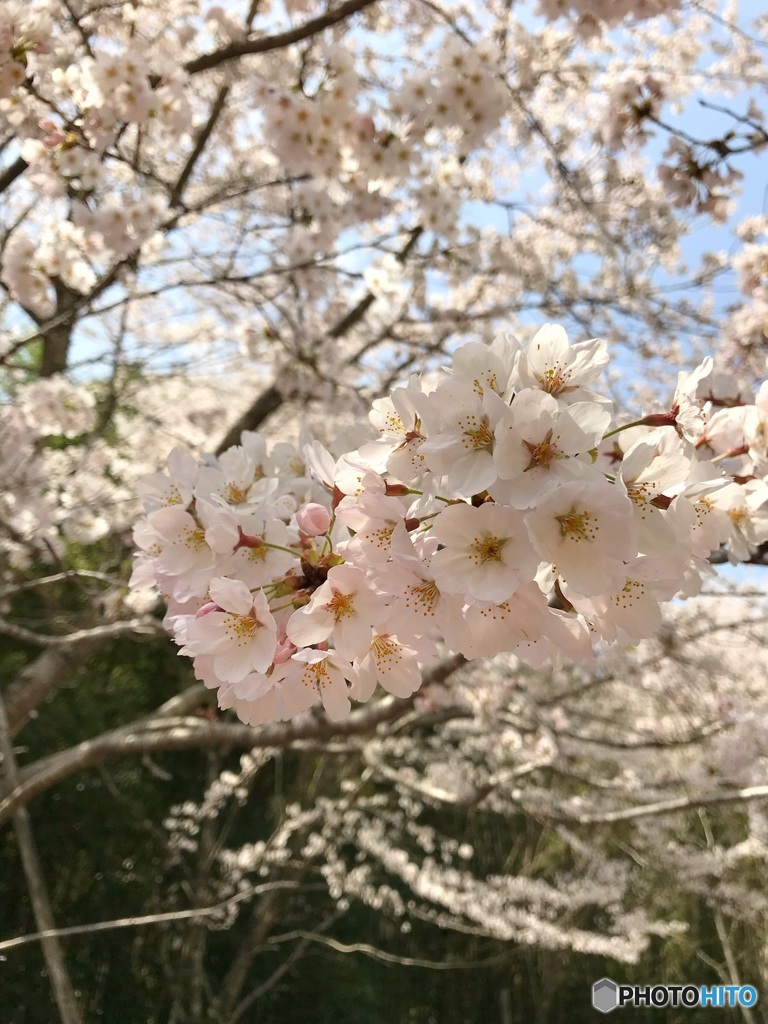 桜