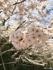 桜