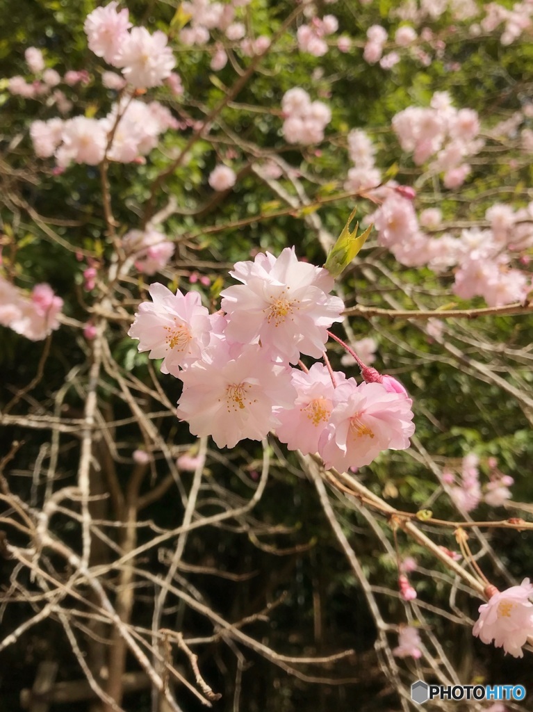 桜