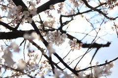 桜の夫婦＊山崎川四季の道＊