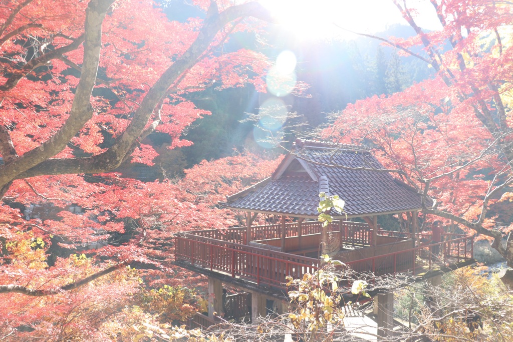 紅葉＊大井平公園＊