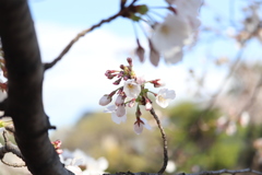 まだまだ僕はこれからさ＊山崎川四季の道＊