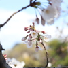 まだまだ僕はこれからさ＊山崎川四季の道＊