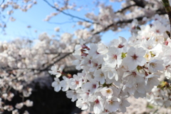 満開の桜たち＊山崎川四季の道＊