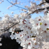 満開の桜たち＊山崎川四季の道＊