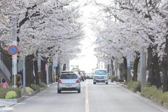 桜の街道　春の暖かさ＊山崎川四季の道＊