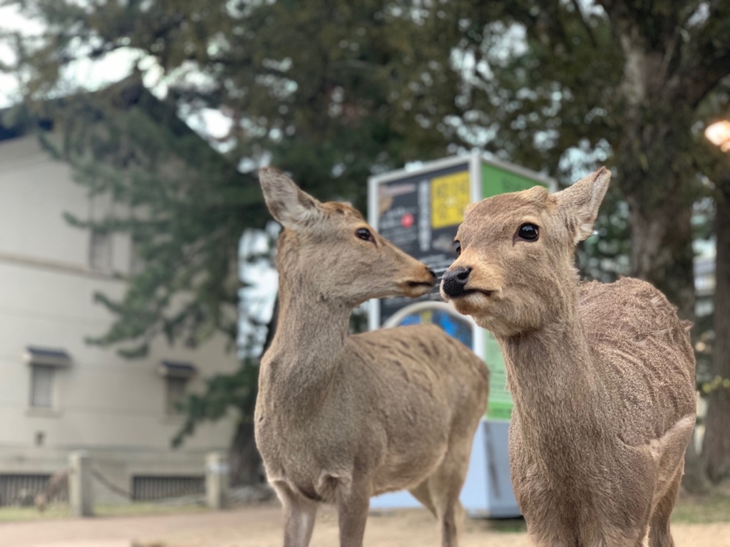 鹿とのふれあい＊奈良公園＊