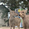 鹿とのふれあい＊奈良公園＊