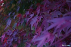 椛