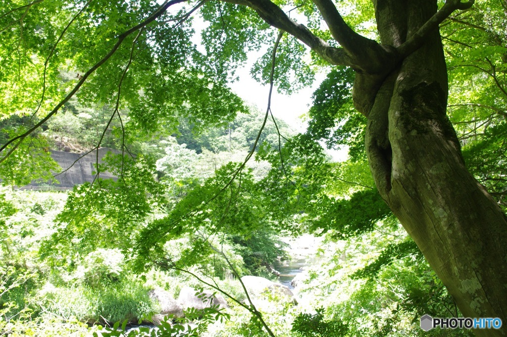 幹