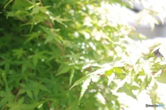 しろとみどり